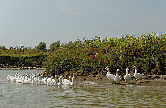 鹅,多瑙河三角洲,罗马尼亚,欧洲