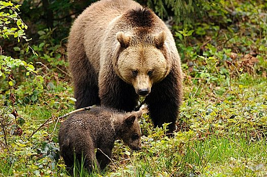 两个,棕熊,巴伐利亚森林,德国