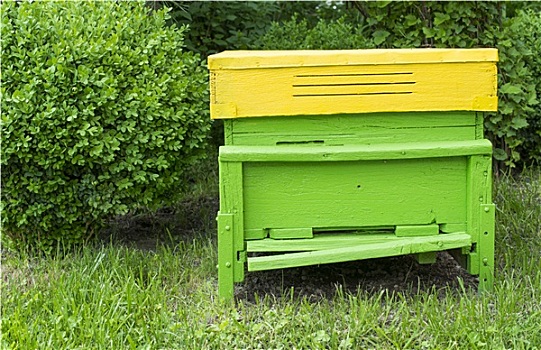 绿色,蜂巢