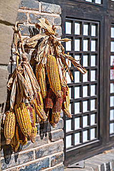 农户的房屋前挂着的玉米