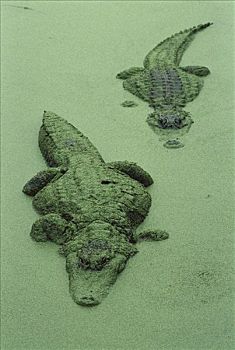美国短吻鳄,一对,浮萍,沼泽,遮盖,佛罗里达