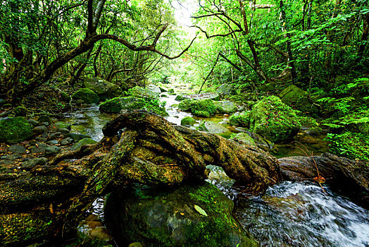 树林,岛屿,冲绳,日本