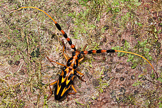 橙色,黑色,甲虫,国家公园,亚马逊雨林,厄瓜多尔,南美