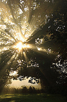 阳光,树,蒂珀雷里郡,爱尔兰