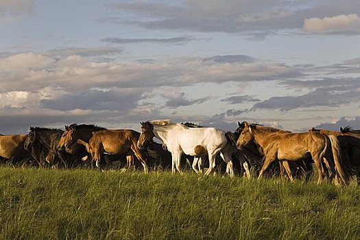 牧群,马,草地,内蒙古,中国