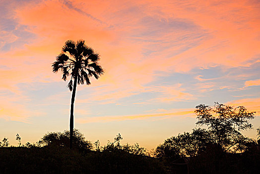 棕榈树,傍晚,日落,达马拉兰,区域,纳米比亚,非洲
