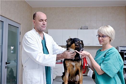 兽医,协助,小动物,诊所