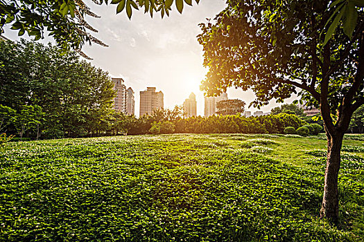 城市草地