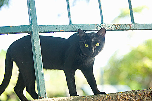 野生猫科动物,公园,巴西