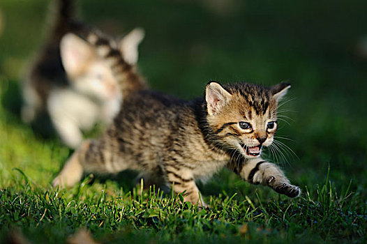 小猫,玩,草丛