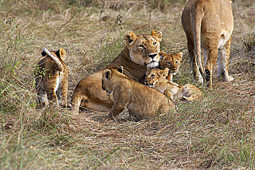 非洲狮,狮子,幼兽,马赛马拉,公园,肯尼亚