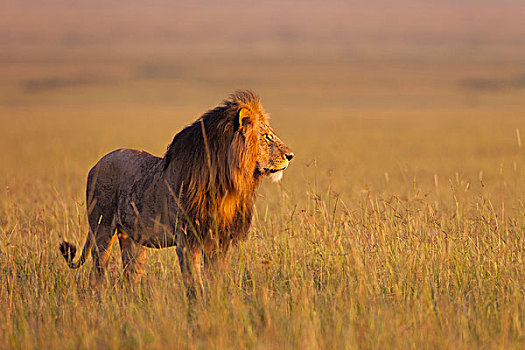 大,雄性,狮子,早晨,亮光,马赛马拉国家保护区,肯尼亚