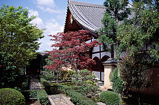 树,正面,庙宇,京都,本州,日本
