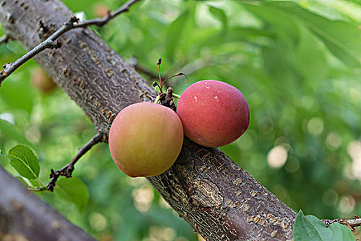 树上的水果