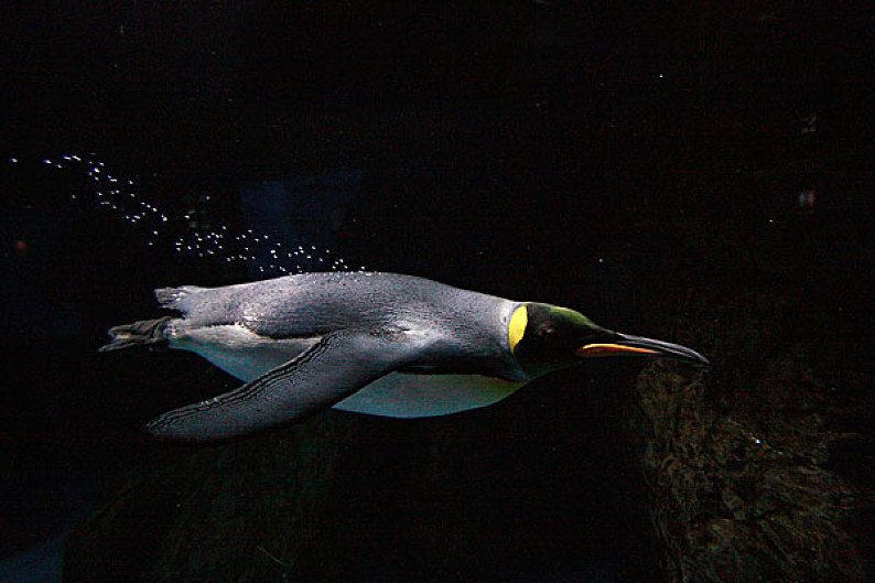 帝企鹅_游泳_南极_高清图片_全景视觉