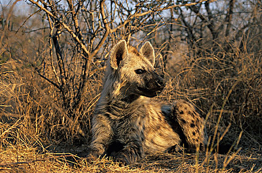 斑点,鬣狗,斑鬣狗,克鲁格国家公园,南非,非洲