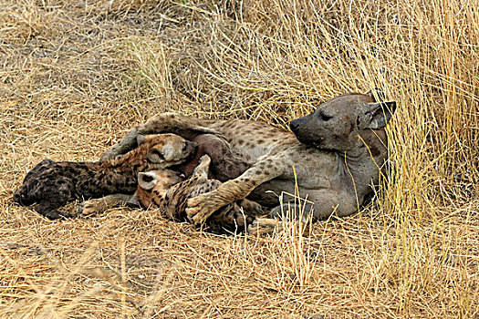 斑点,鬣狗,成年,女性,吸吮,年轻,克鲁格国家公园,南非,非洲