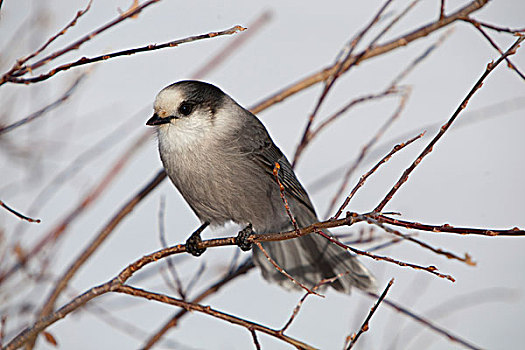 灰色,鸟类,育空地区,加拿大