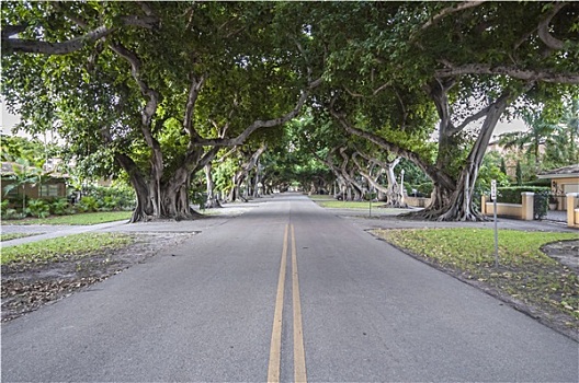 巨大,菩提树,树,珊瑚顶市,佛罗里达,美国