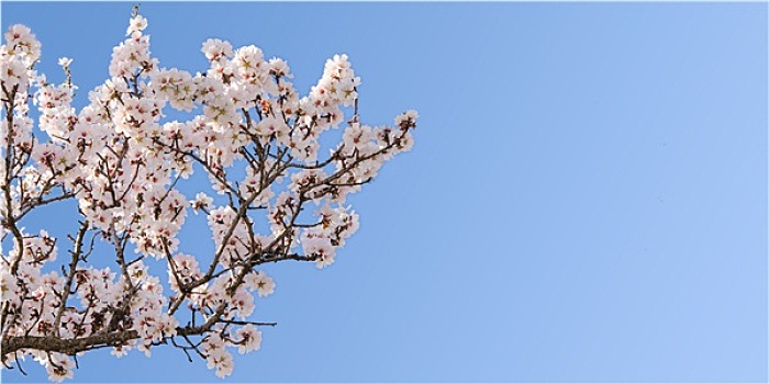 大,枝条,春天,花,杏树