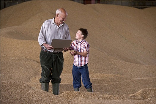 农民,孙子,拿着,笔记本电脑,小麦作物,堆积