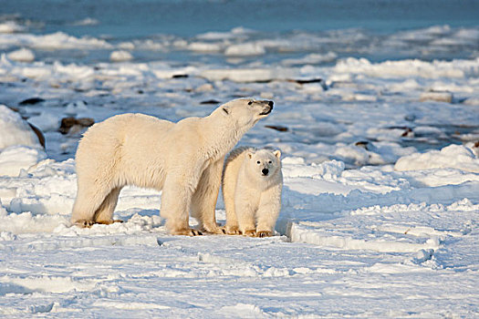 北极熊,幼兽,靠近,哈得逊湾,丘吉尔市,野生动物,管理,区域,加拿大