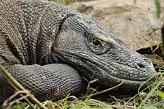 科摩多巨蜥,科摩多龙,印度尼西亚