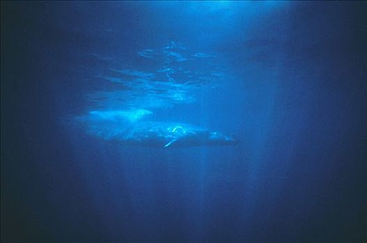 蓝鲸,游动,斯里兰卡
