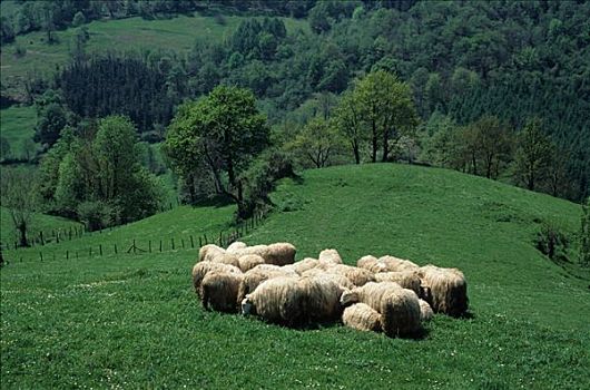 绵羊,纳瓦拉,西班牙
