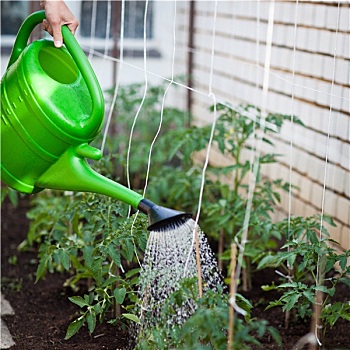 浇水,西红柿,蔓藤,温室