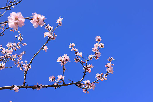 春暖花开山桃花