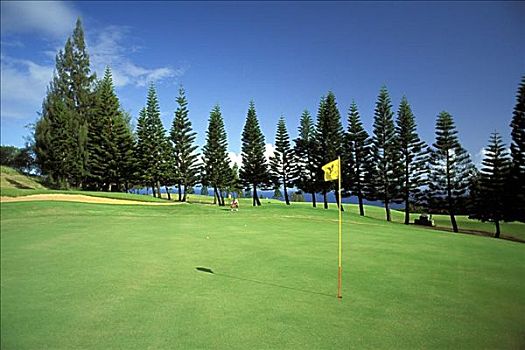 夏威夷,毛伊岛,卡帕鲁亚湾,高尔夫球杆,种植园,场地,黄旗,洞,男人,远景,学习,击球,松树,背景