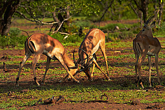 雄性,黑斑羚,争斗,克鲁格国家公园,南非