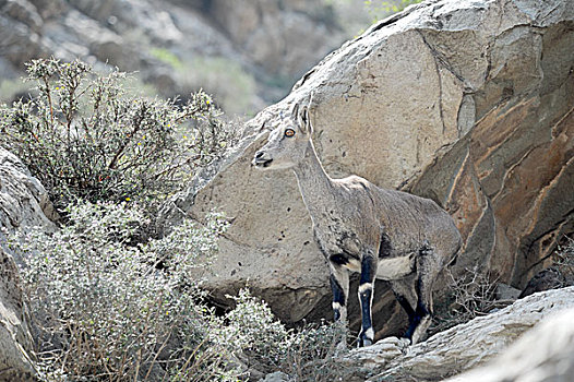 国家二级保护动物--岩羊