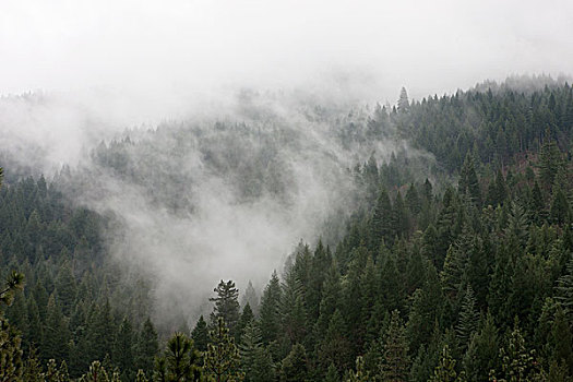 云,悬空,俯视,树林,加利福尼亚,美国