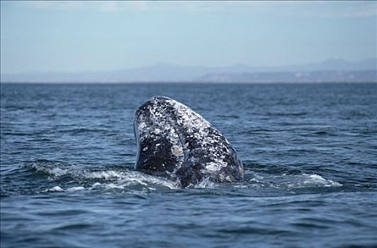 灰鲸,北下加利福尼亚州,墨西哥