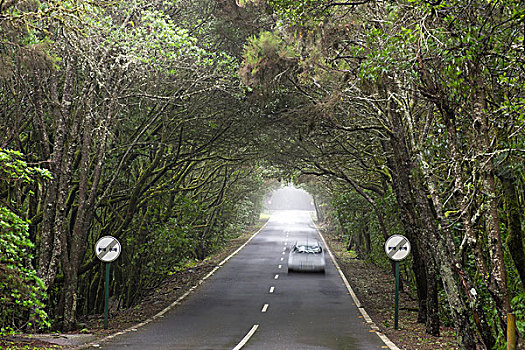 道路,雾林,加拉霍艾国家公园,加纳利群岛,西班牙,欧洲