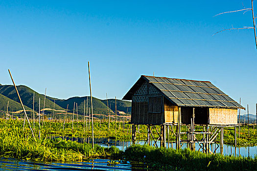 缅甸,掸邦,茵莱湖,漂浮,农场