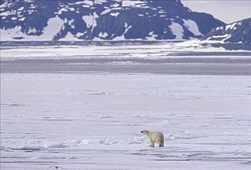 北极熊,斯瓦尔巴特群岛,挪威