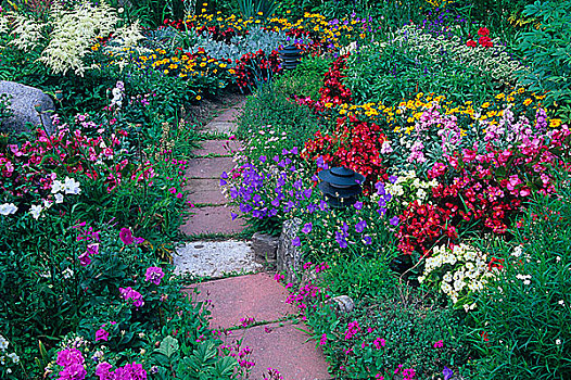 品种,花,家庭花园