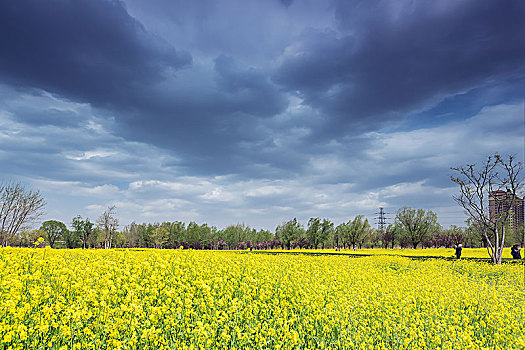 虞舜湿地公园的油菜花