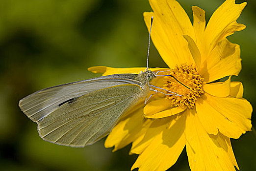 蝴蝶,吮,花蜜,金鸡菊属,花,花园,尼泊尔,五月,2007年