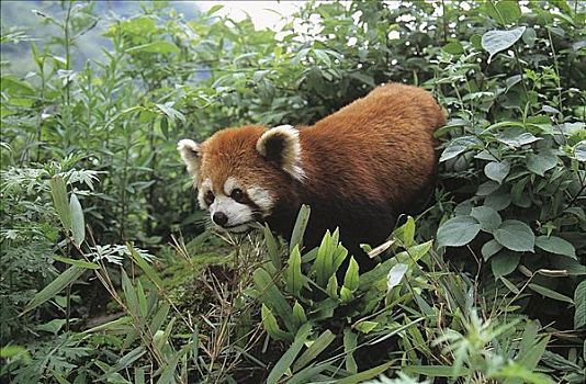 小猫熊,小熊猫,哺乳动物,卧龙自然保护区,四川,中国,亚洲,动物