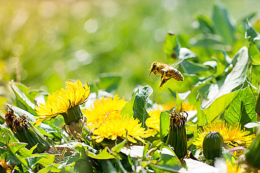 工蜂,蜜蜂,黄色,蒲公英