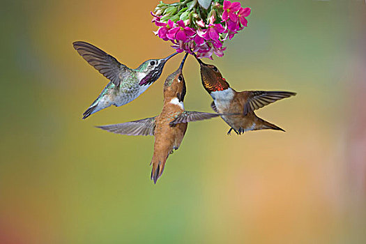 蜂鸟,棕煌蜂鸟,三个,飞行,喂食,花,不列颠哥伦比亚省,加拿大