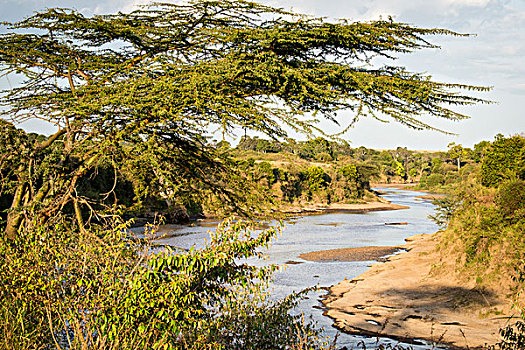 非洲,肯尼亚,马赛马拉国家保护区,三角形,马拉河,盆地,桥,穿过,大幅,尺寸