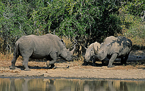 白犀牛,雄性,追逐,雌性,幼兽,克鲁格国家公园,南非,非洲