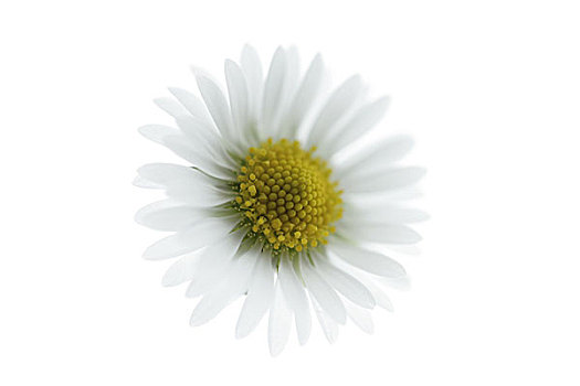 雏菊,盛开,花,坚定,花瓣,雄蕊,花粉,概念,春花,夏花,留白,静物,工作室