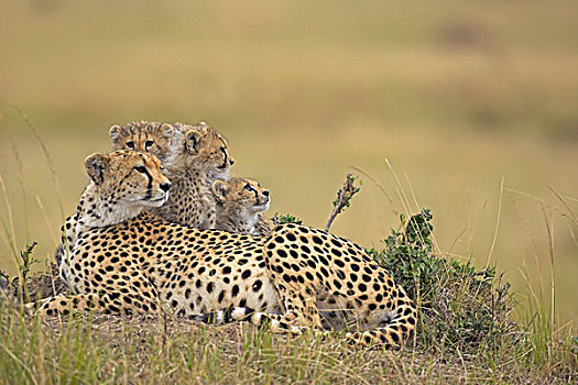 印度豹,猎豹,马赛马拉,肯尼亚