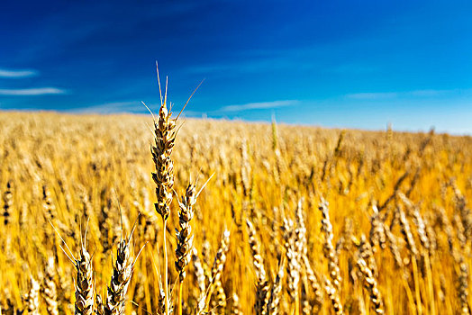 特写,成熟,小麦,头部,金色,地点,蓝天,云,艾伯塔省,加拿大